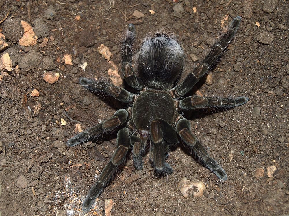 Pamphobeteus sp. ''Manganegra'' 1fh - su ordinazione