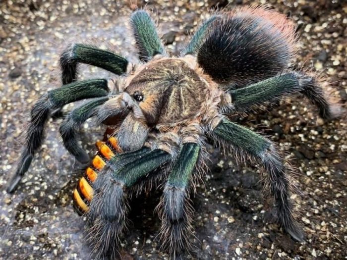 Phormictopus sp ''Green Gold Carapax'' 1fh - su ordinazione