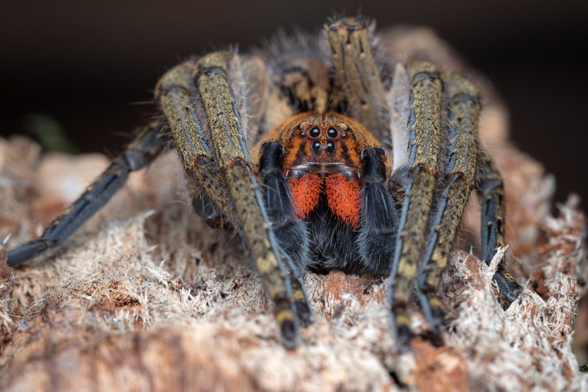 Piloctenus haematostoma 2/3fh (RARITÁ)
