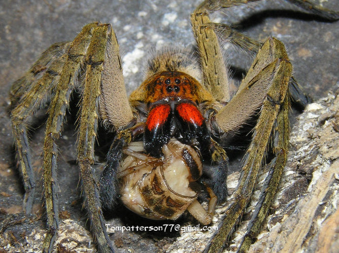 Piloctenus haematostoma 2/3fh (RARITÁ)