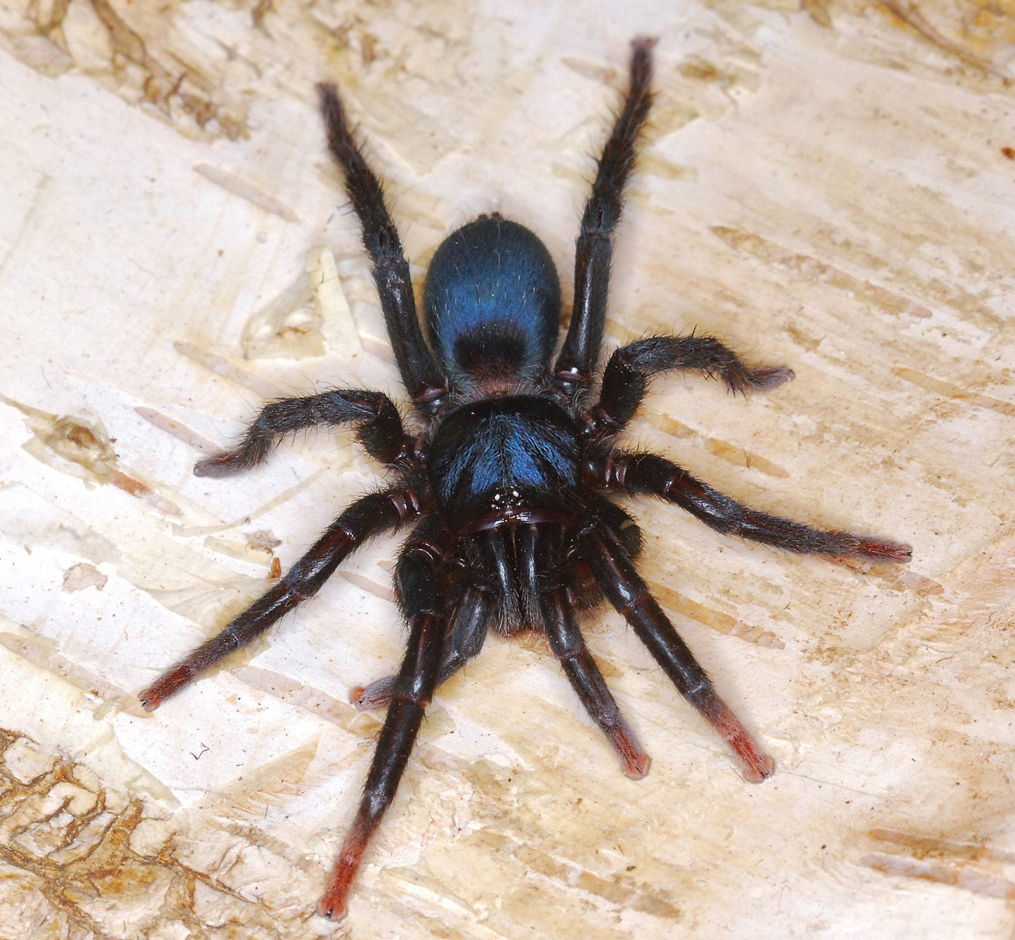 Sahydroaraneus raja 1fh (RARITÁ) - su ordinazione
