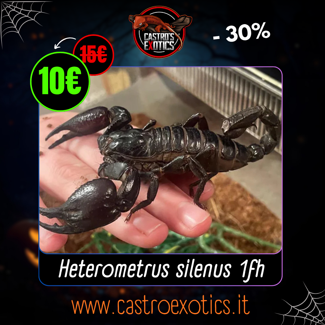 Heterometrus silenus 1/2fh CB2025