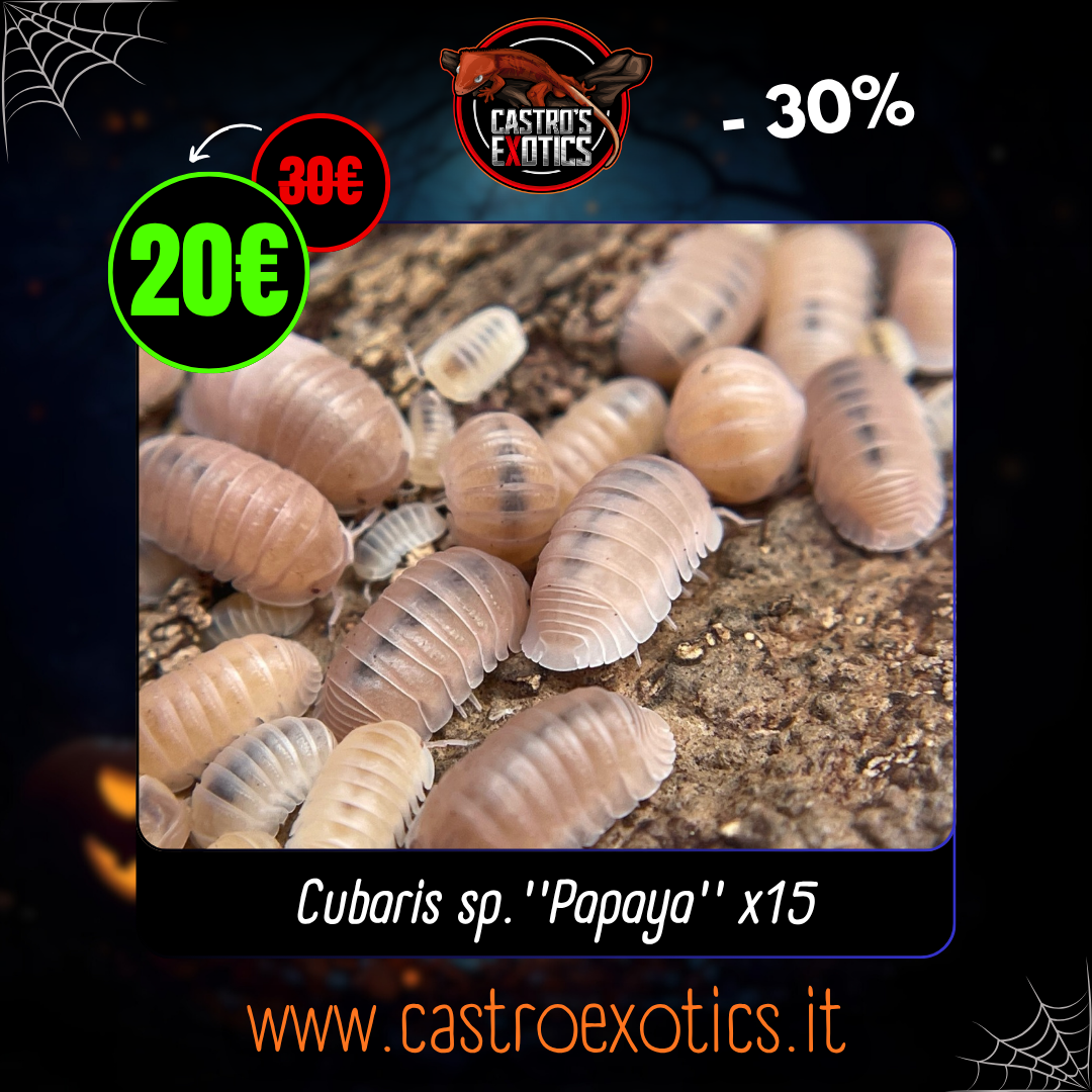 Cubaris murina ''Papaya'' (15 Esemplari)