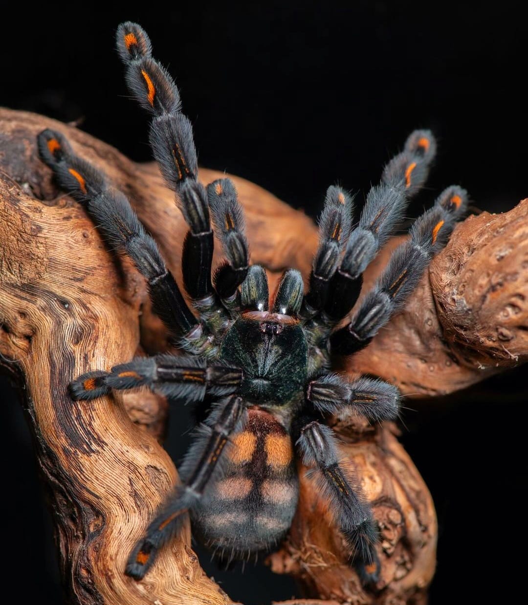 Psalmopoeus irminia 1fh - su ordinazione