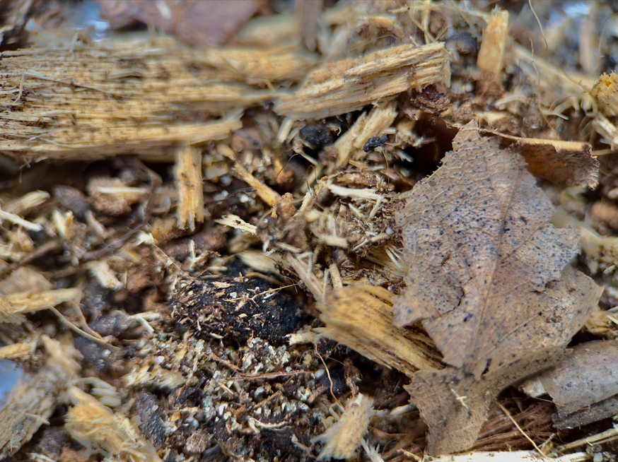 Substrato Mix per coleotteri, isopodi, millepiedi e terrari bioattivi - SACCO XXL