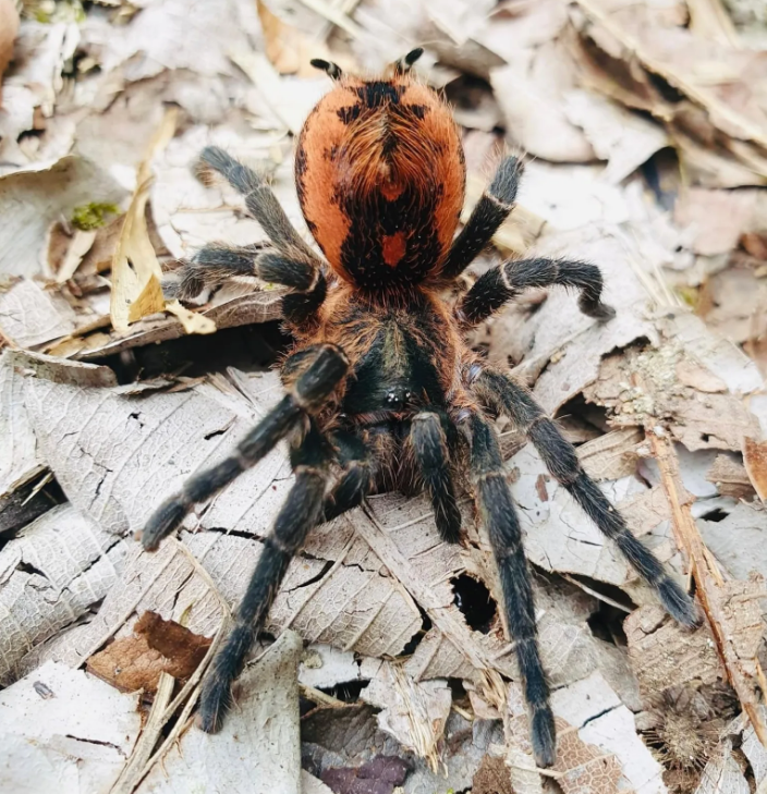 Davus sp. ''Kolumbia'' 1fh (RARITÁ) - su ordinazione