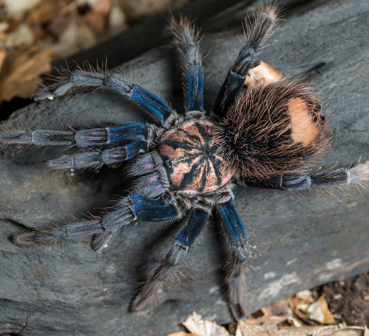 Xenesthis sp. ''Blue'' 1fh (RARITÁ) - su ordinazione