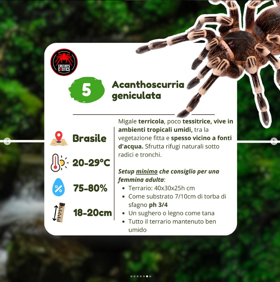 Acanthoscurria geniculata♀️ femmina 4cm bl - su ordinazione