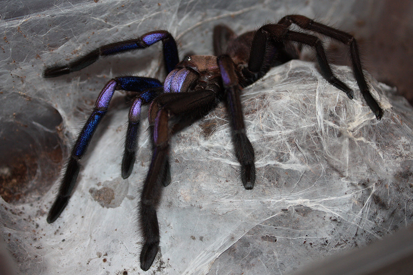 Chilobrachys natanicharum 1fh - su ordinazione