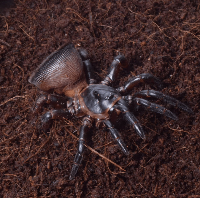 Cyclocosmia lannaensis 3/4fh (Trapdoor Oreo spider) (RARITÁ) - su ordinazione