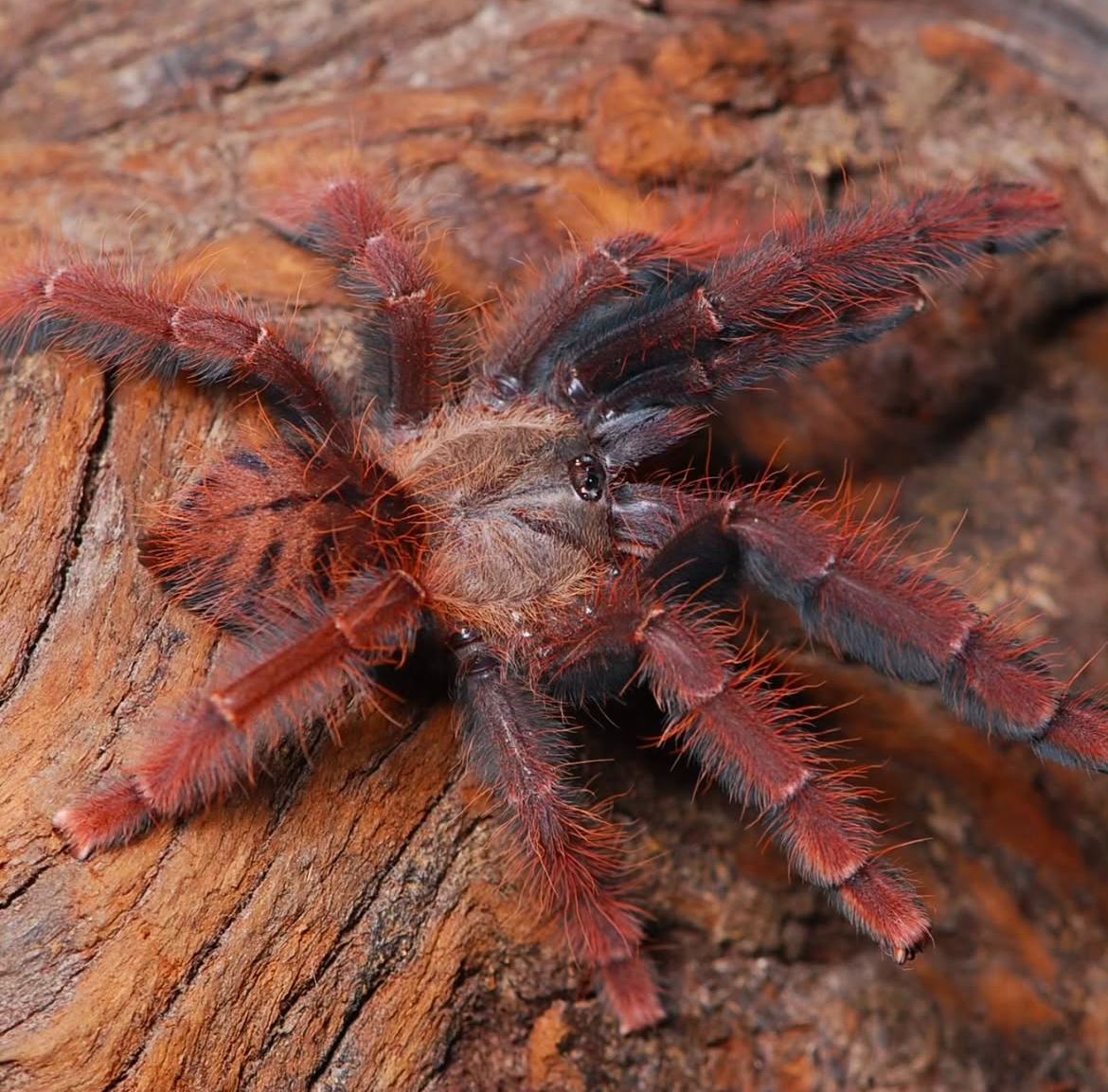 Phormingochilus sp ''Sabah Red'' 1fh (RARISSIMA) - su ordinazione