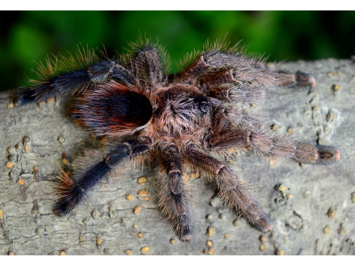 Avicularia marienae 1fh - su ordinazione