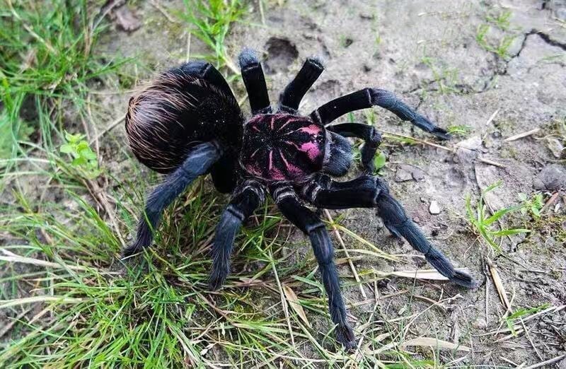 Xenesthis sp. ''Bright''♀️+♂️ coppia giovane (RARITÁ) - su ordinazione