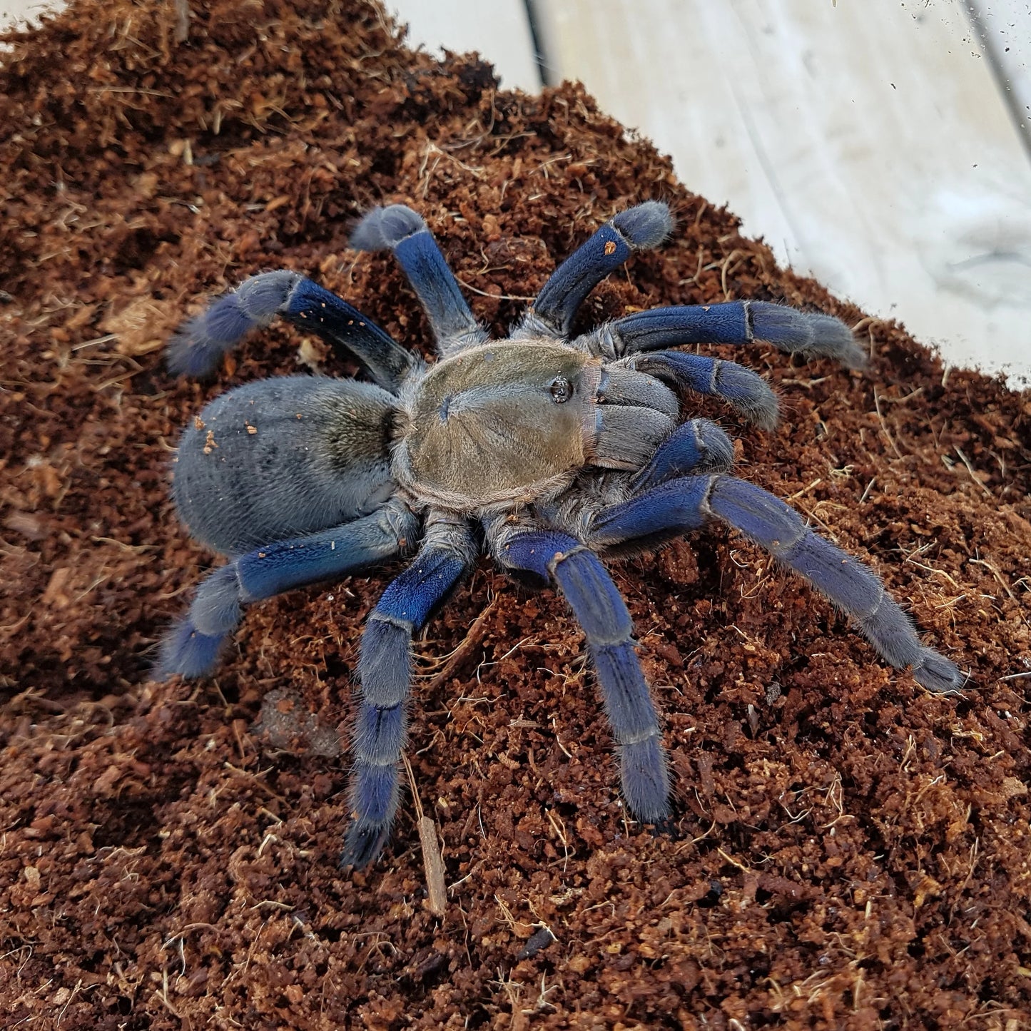 Cyriopagopus lividus 1/2fh - su ordinazione