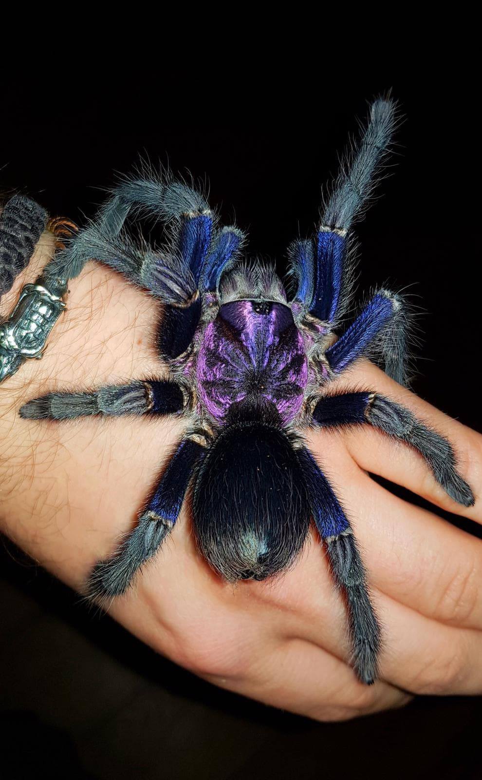 Phormictopus sp ''Dominican purple'' 1/2fh - su ordinazione