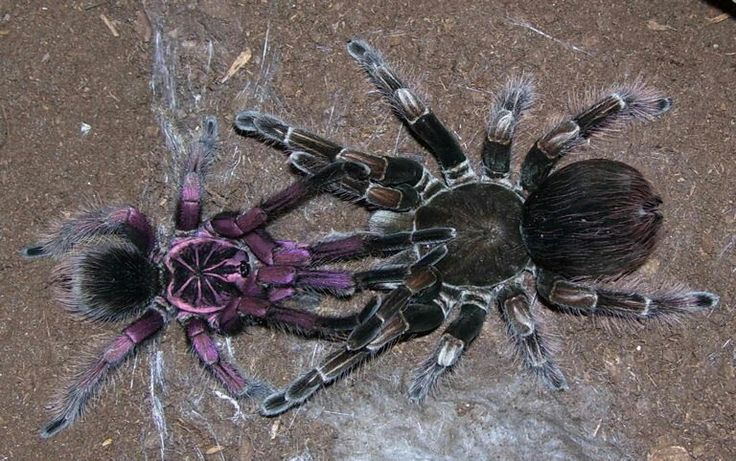 Pamphobeteus sp. ''Platyomma'' 1fh - su ordinazione