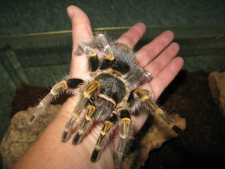 Grammostola pulchripes 3fh