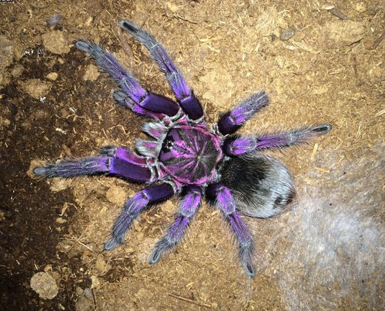 Pamphobeteus sp. ''Platyomma'' 1fh - su ordinazione