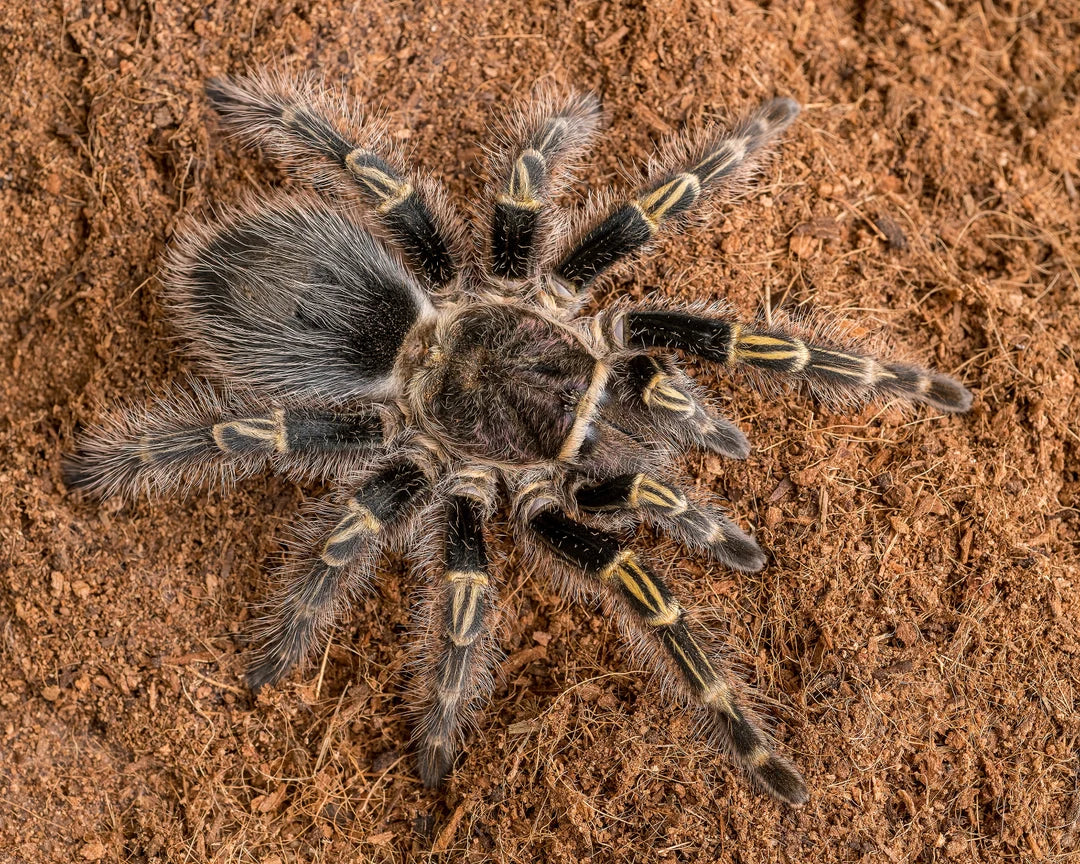 Grammostola pulchripes 1/2fh