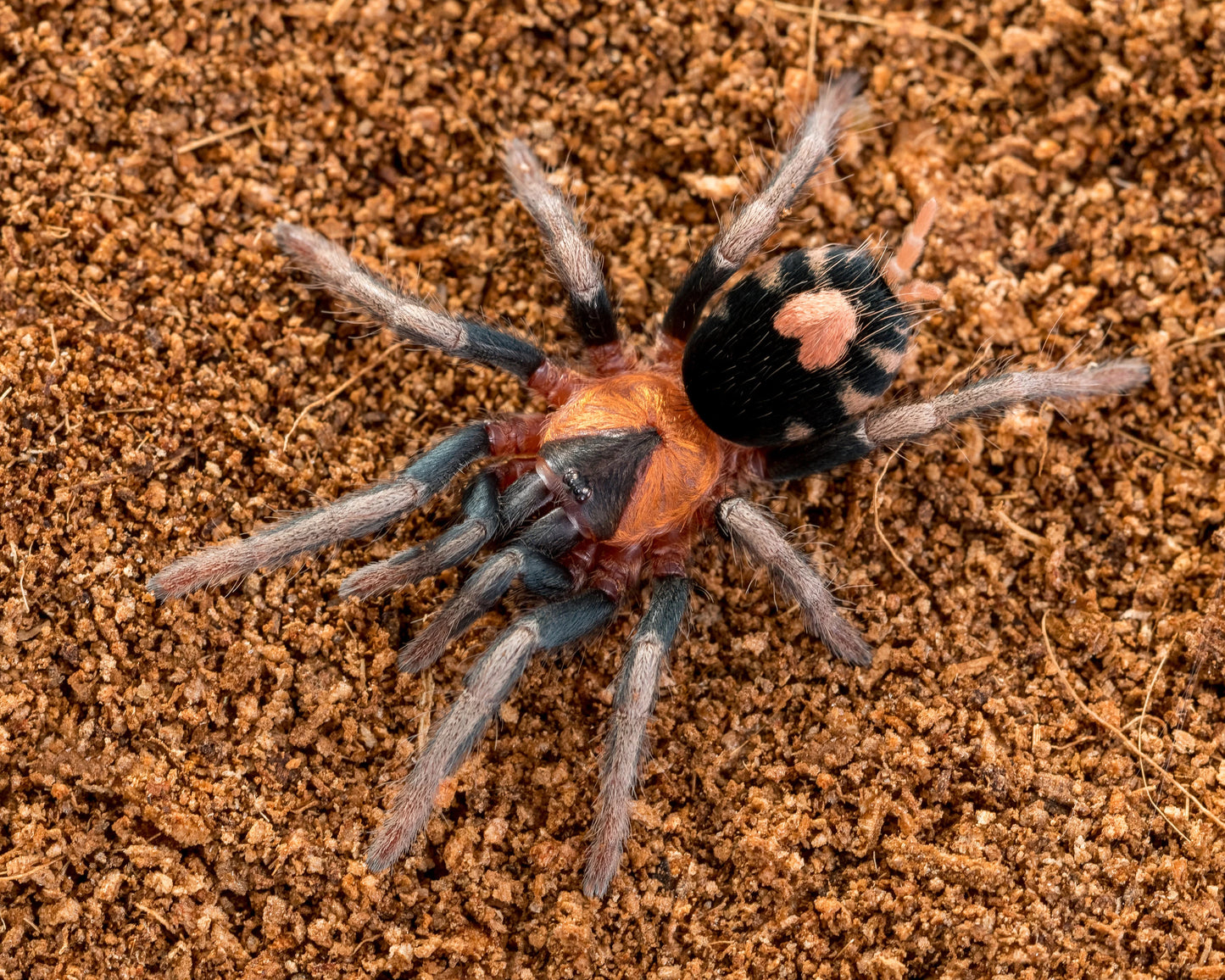 Cyriocosmus elegans♀️ femmina subadulta - su ordinazione
