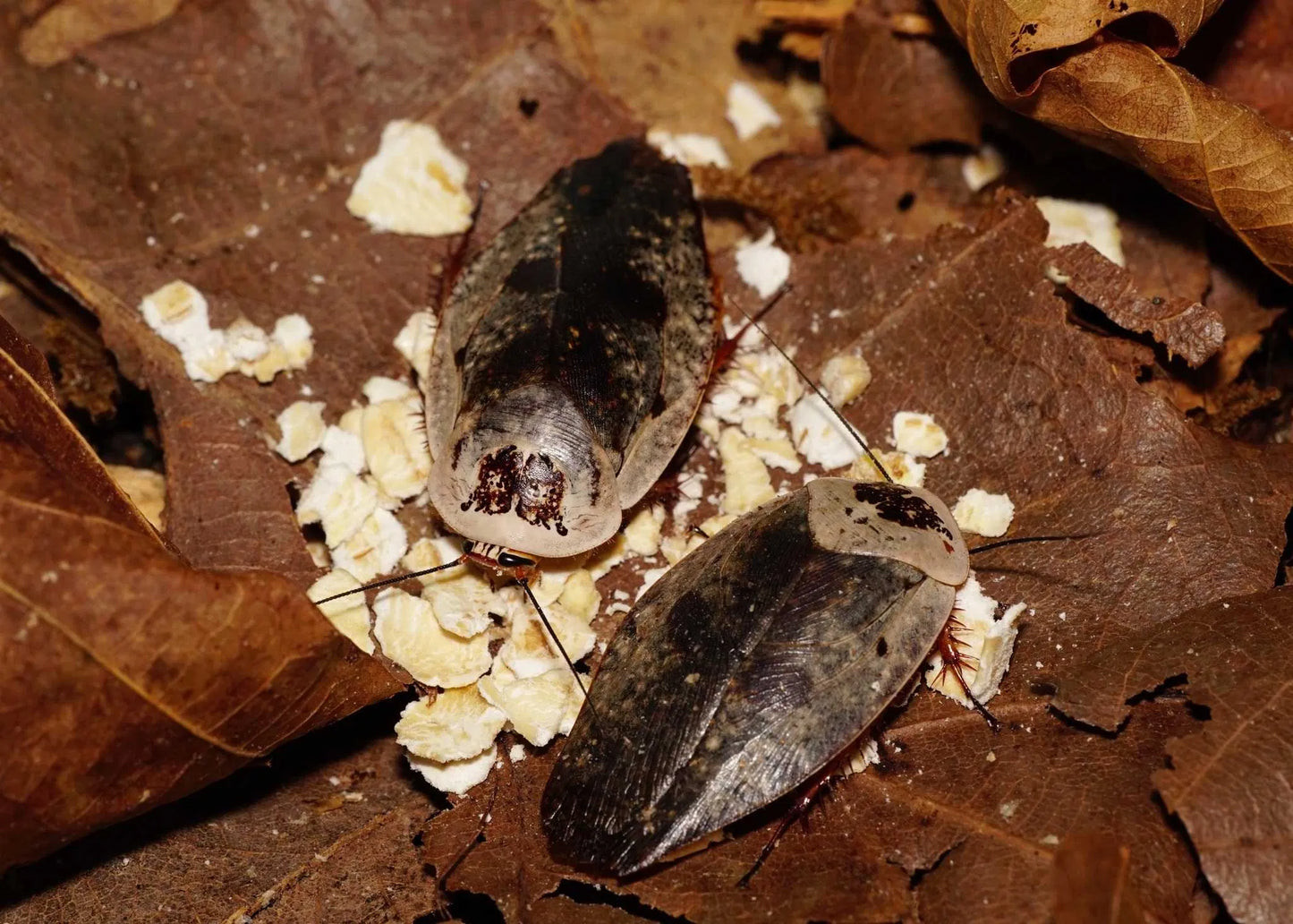 Gyna caffrorum (10 Esemplari taglia mix)