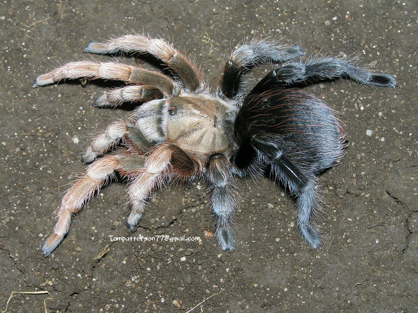 Aphonopelma sp. DiamondBack 1fh - su ordinazione