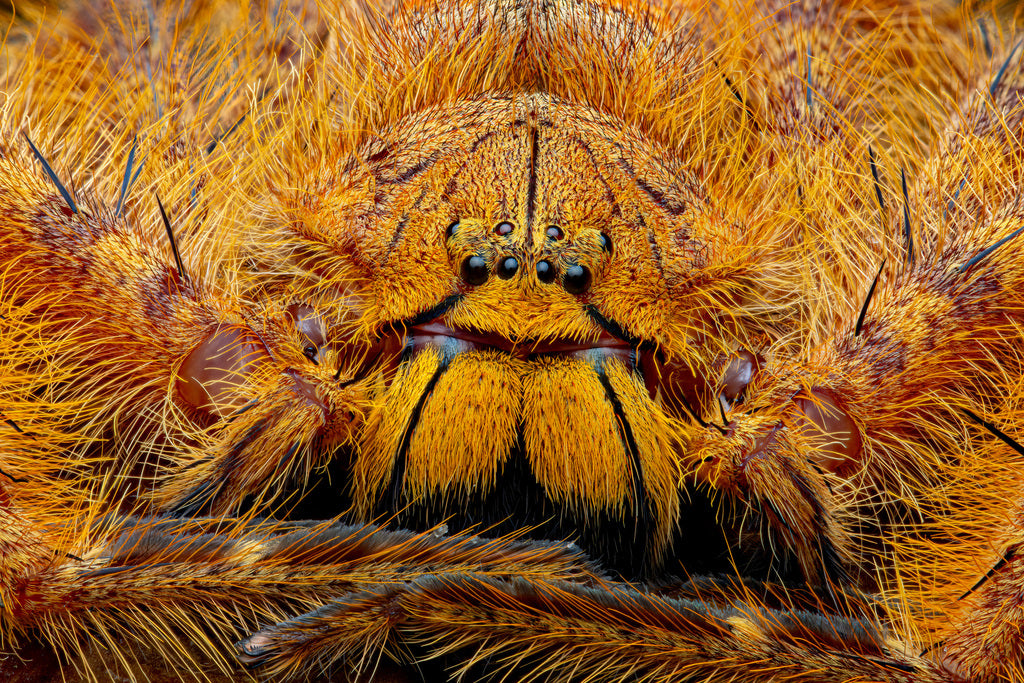 Heteropoda davidbowie 1/2fh - su ordinazione