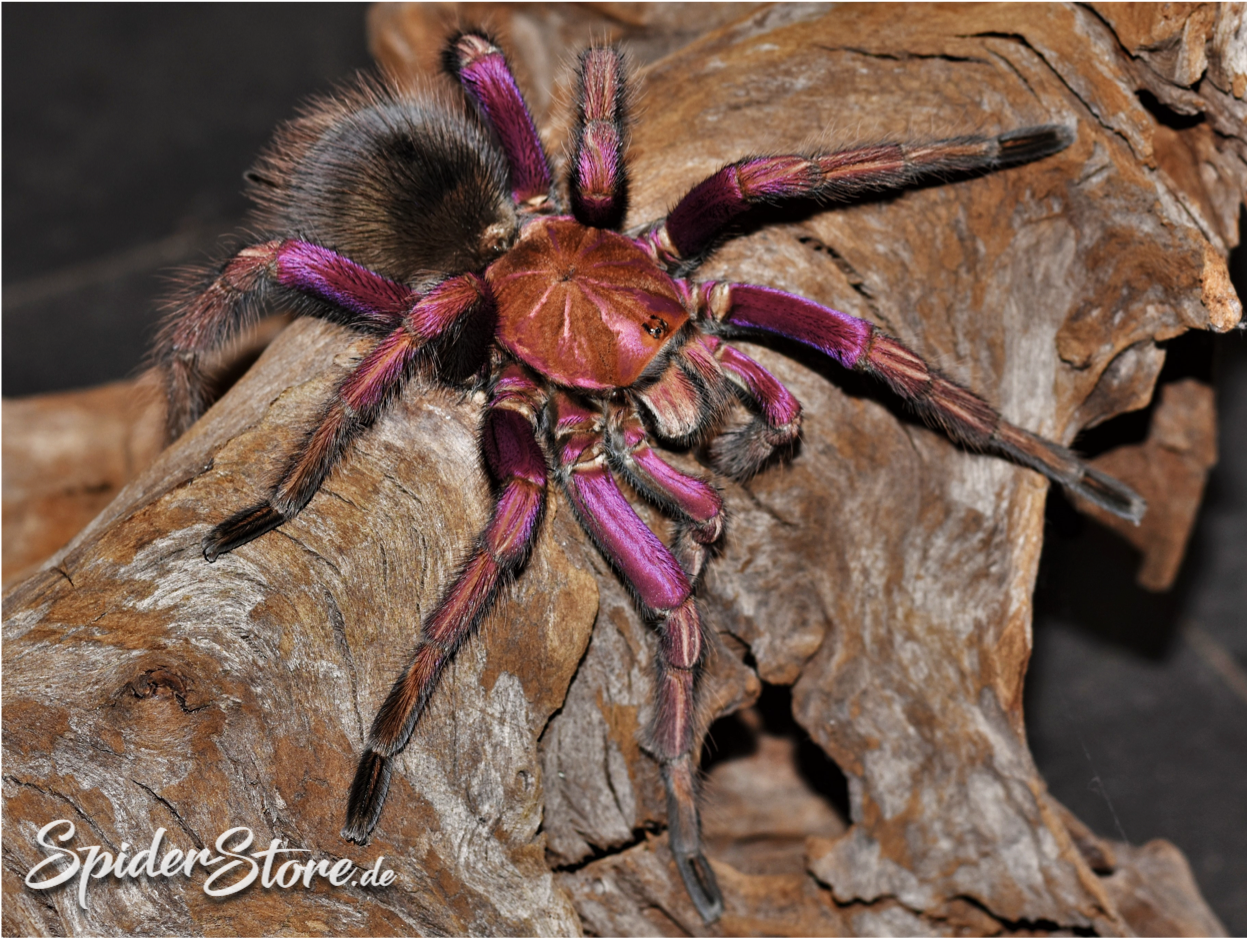 Pamphobeteus sp. ''Mascara''♀️ Femmina - su ordinazione