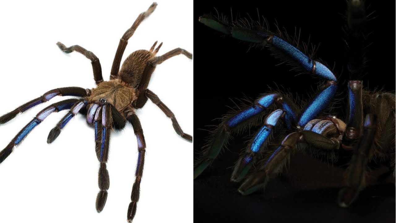Chilobrachys natanicharum♀️ femmina giovane - su ordinazione
