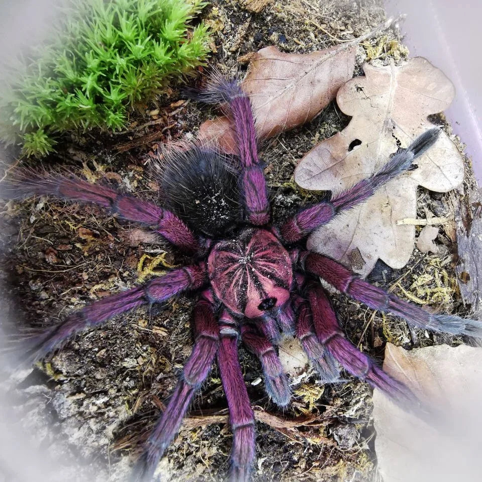 Pamphobeteus sp. ''Machala'' 1fh - su ordinazione