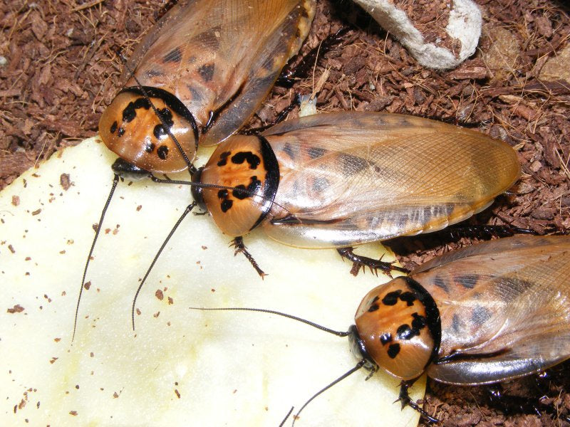 Eublaberus distanti (10 esemplari mix) PRESTO DISPONIBILI