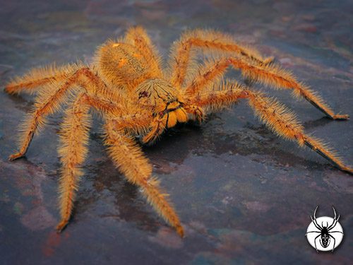 Heteropoda davidbowie 1/2fh - su ordinazione
