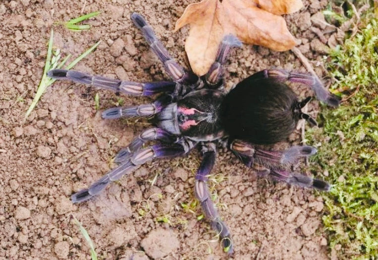 Pamphobeteus ultramarinus ♀️ Femmina giovane (RARISSIMA) - su ordinazione