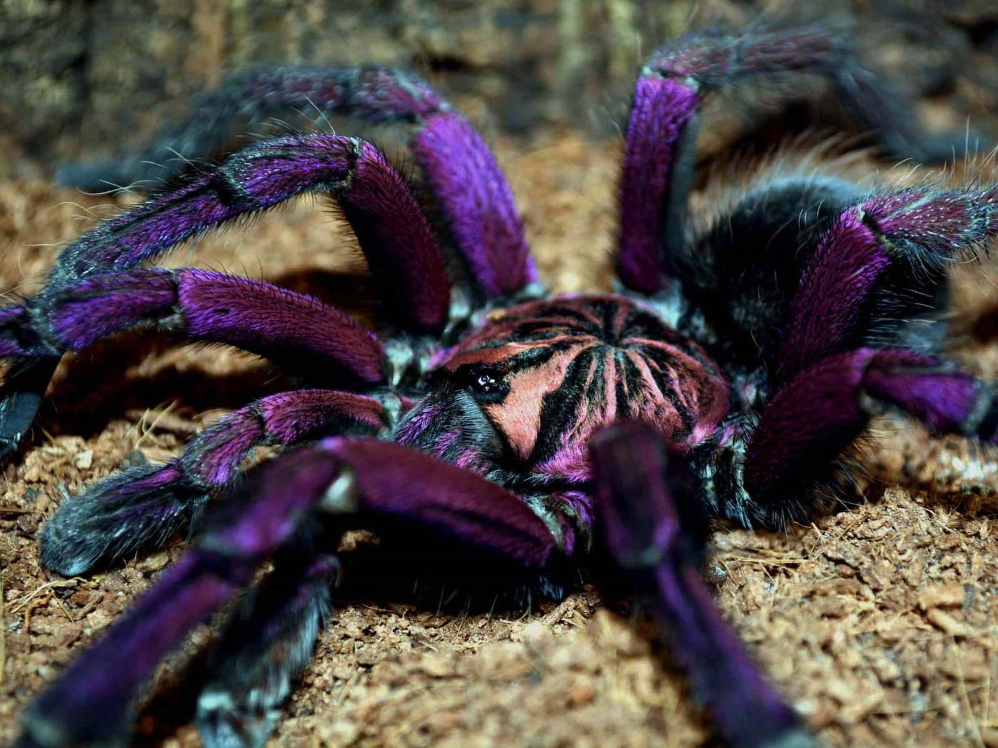 Pamphobeteus sp. ''Machala'' 1fh - su ordinazione