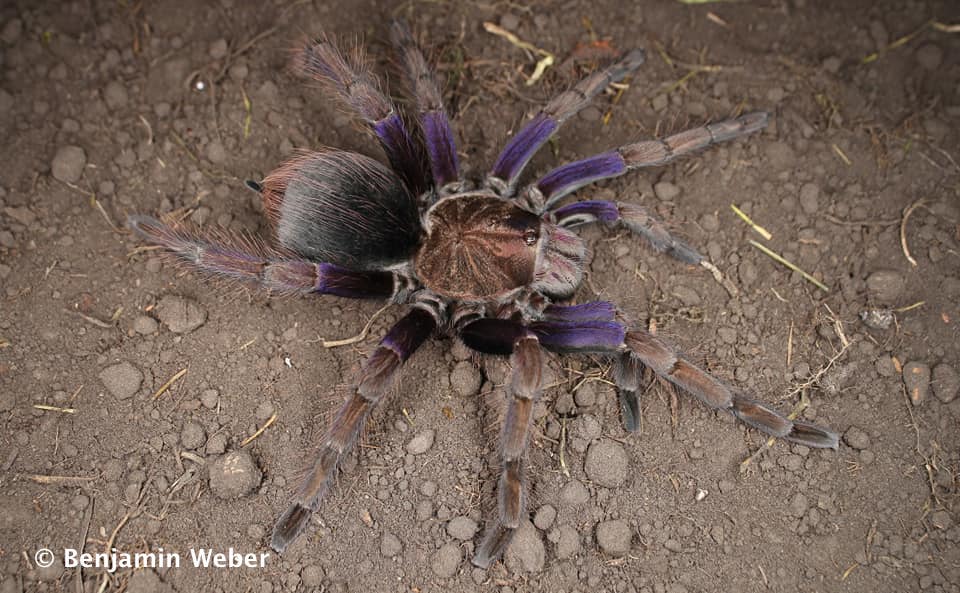 Pamphobeteus sp. ''Insignis'' Ecuador 1fh - su ordinazione