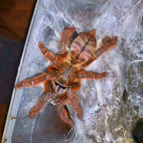 Aspinochilus sp ''Rufus''♀️ femmina adulta