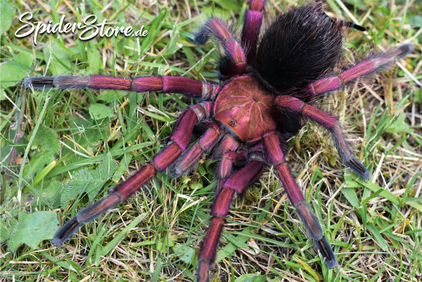 Pamphobeteus sp. ''Mascara''♀️ Femmina - su ordinazione