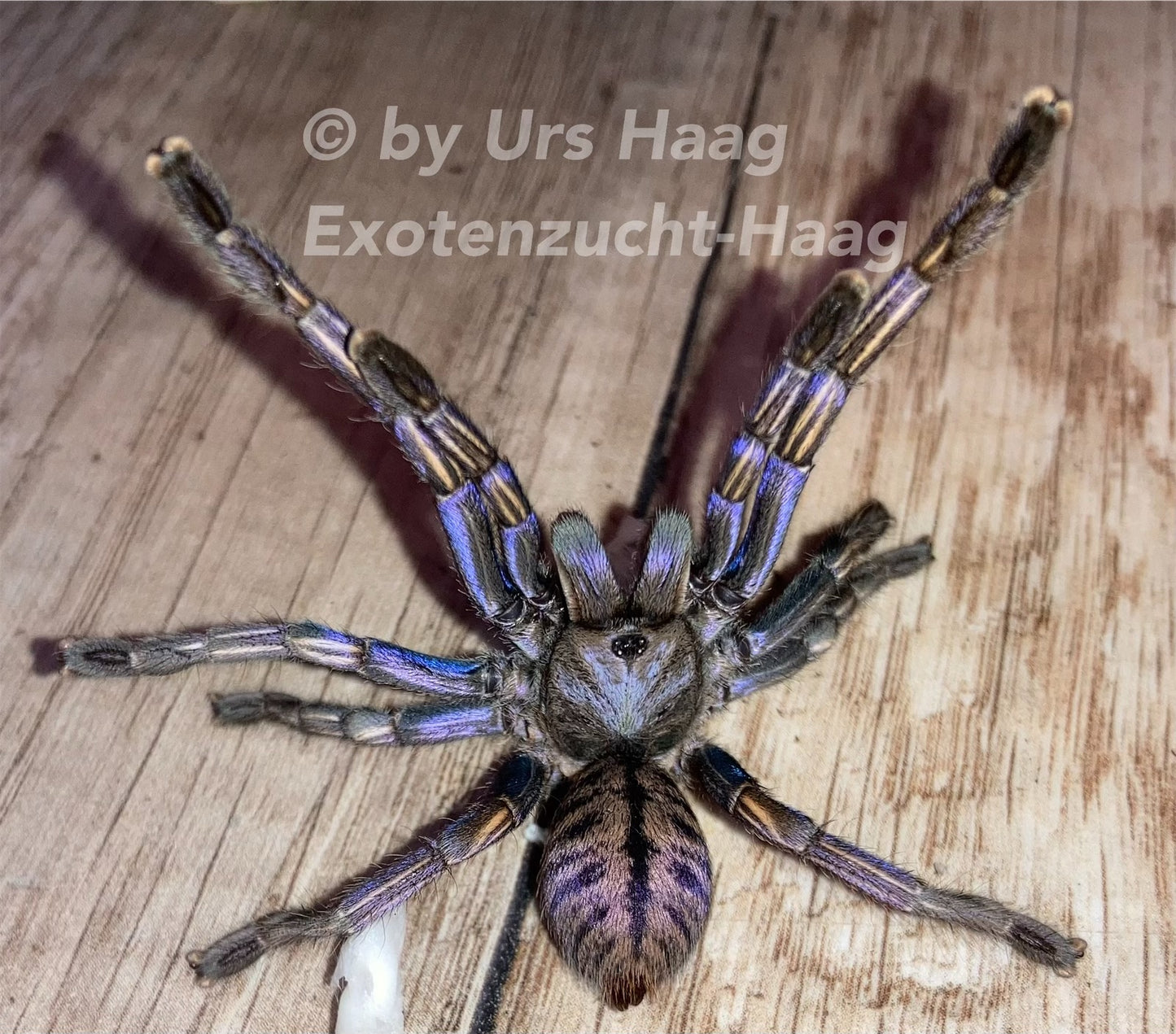 Cyriopagopus sp. ''Purple zebra'' 1fh (RARITÁ) - su ordinazione
