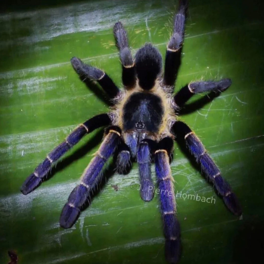 Ornithoctoninae sp. ''Ranong Blue'' 1fh - su ordinazione