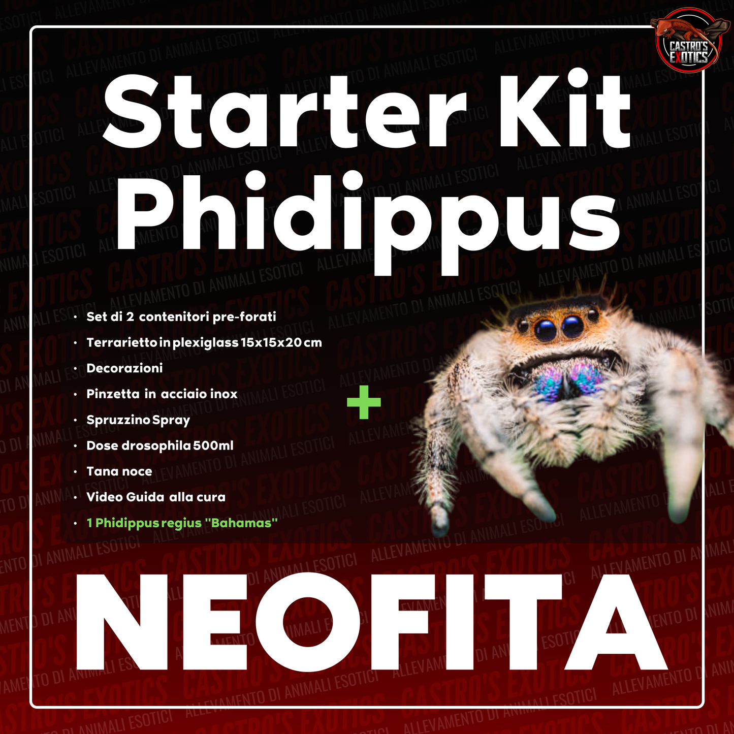 STARTER KIT PHIDIPPUS (IN ARRIVO)