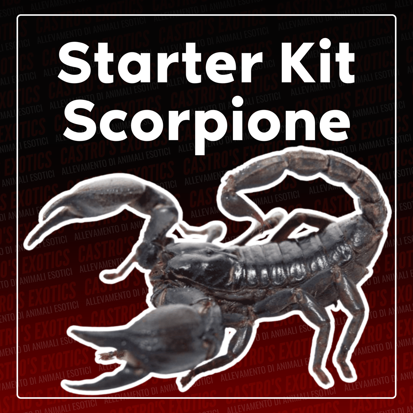 STARTER KIT SCORPIONE (IN ARRIVO)