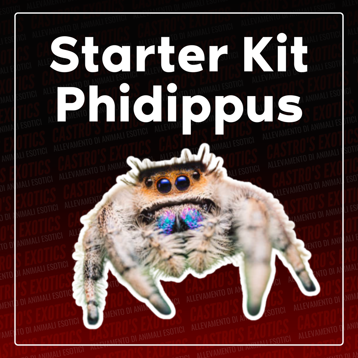 STARTER KIT PHIDIPPUS (IN ARRIVO)