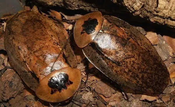 Archimandrita tessellata (10 esemplari mix) PRESTO DISPONIBILI