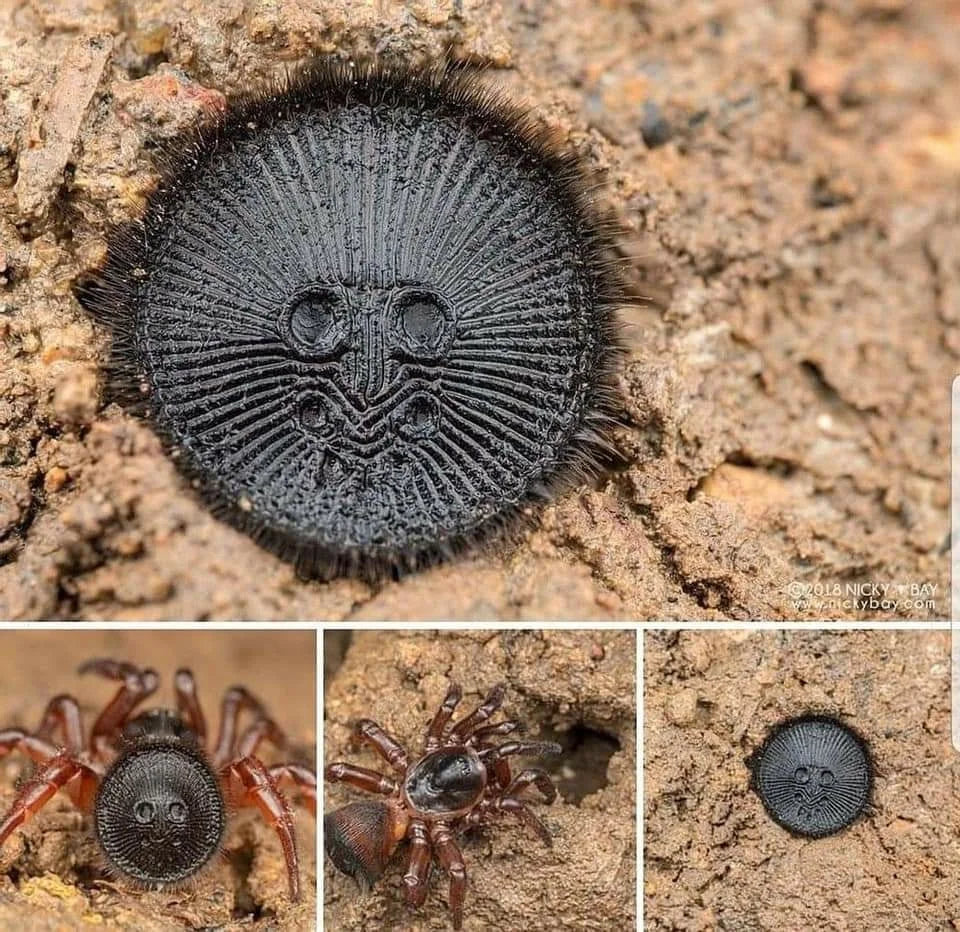 Cyclocosmia lannaensis 3/4fh (Trapdoor Oreo spider) (RARITÁ) - su ordinazione