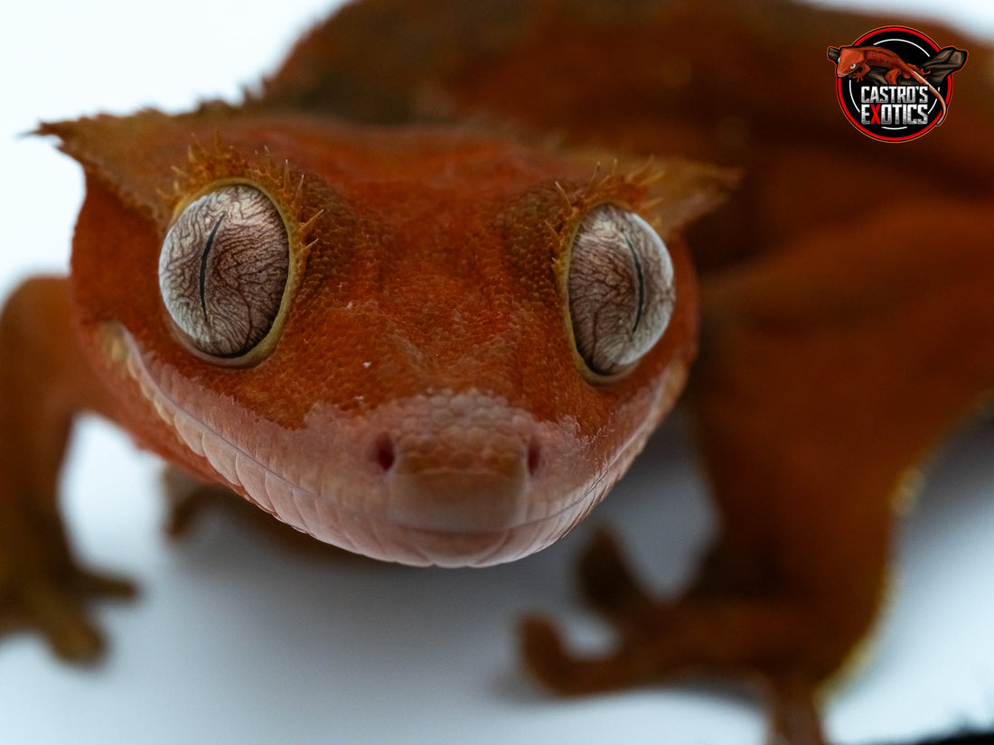 GUIDA ALLA CURA DEL GECO CILIATUS (Correlophus ciliatus)