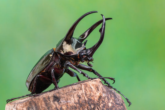 COLEOTTERI