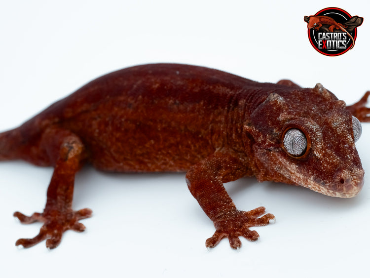 AURICULATUS