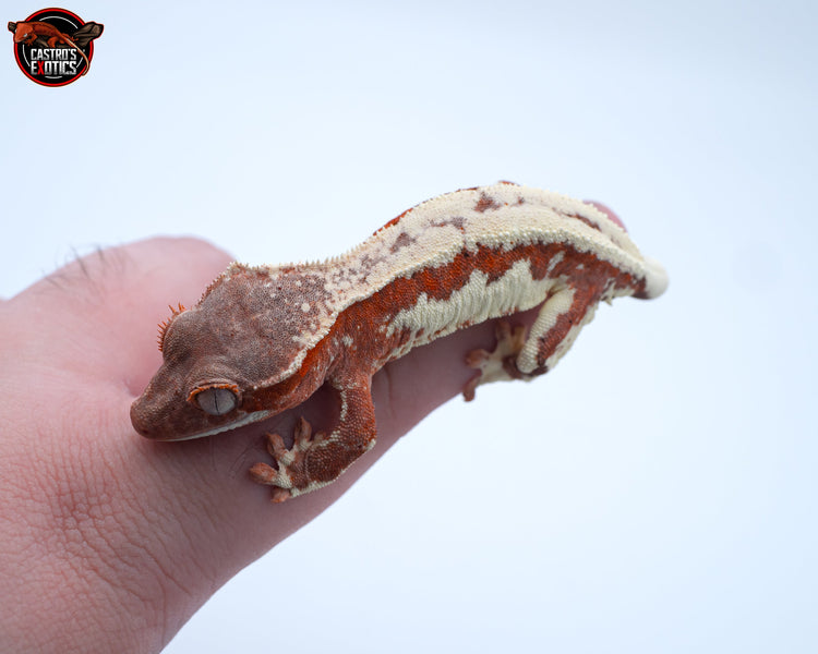 CILIATUS