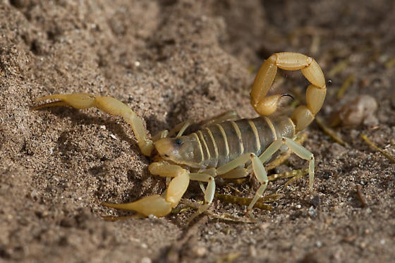 SCORPIONI