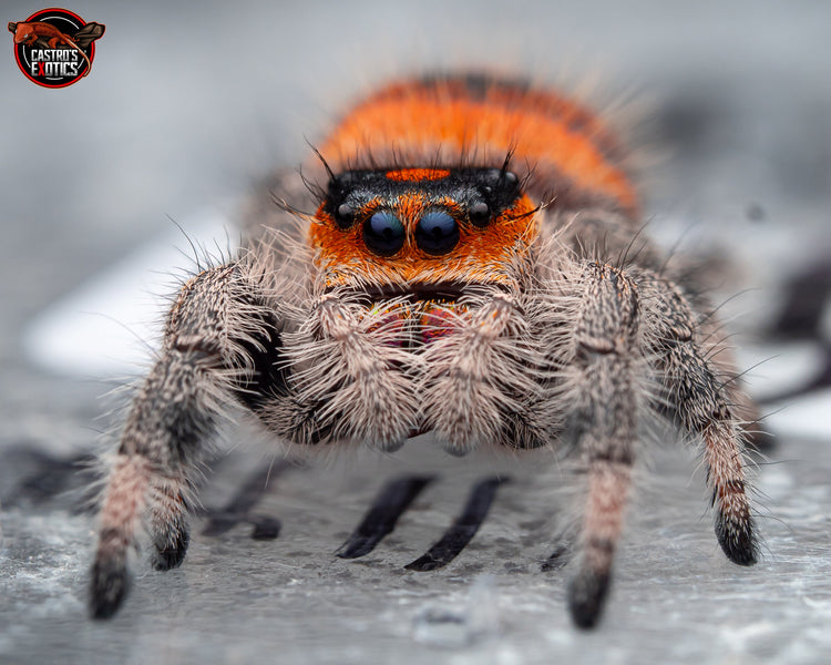 TRUE SPIDERS
